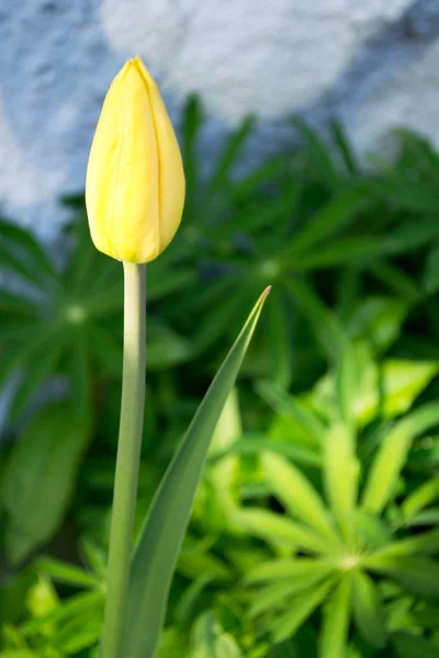Жовтий тюльпан на вечірньому сонці — стокове фото