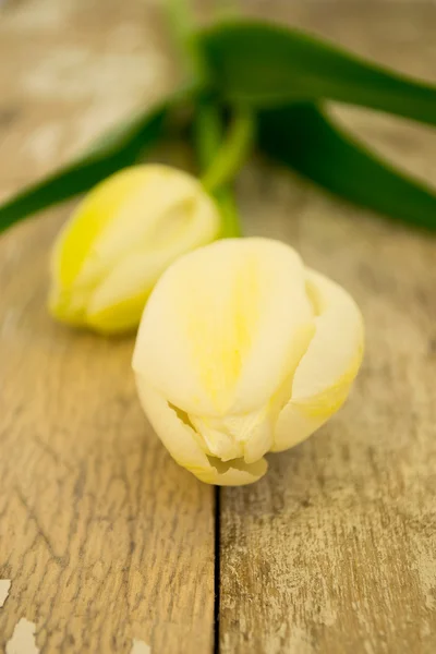 Два светло-желтых тюльпана на старом столе в саду — стоковое фото