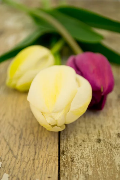 Tres tulipanes en una vieja mesa de jardín —  Fotos de Stock