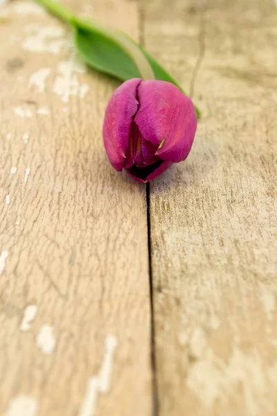 Violette Tulpe auf einem alten Gartentisch — Stockfoto