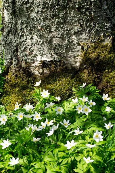 Wonderful spring — Stock Photo, Image