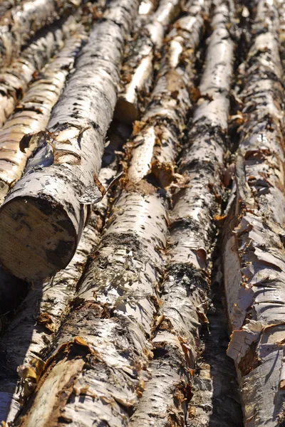 Felled birch stems pile — Stock Photo, Image