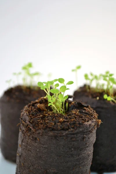 Turf briquettes with small flower plants — Stock Photo, Image