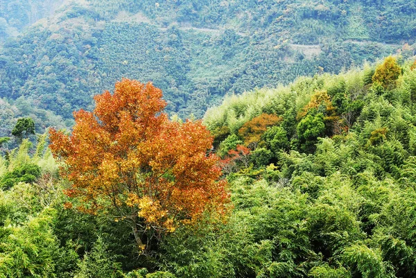 stock image Colorful autumn landscape