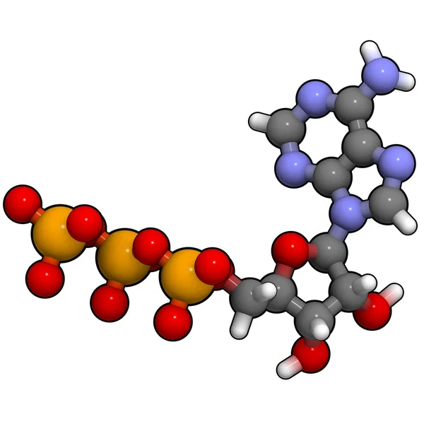 Adenosine triphosphate (ATP) molecule