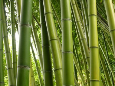 Bamboo jungle clipart