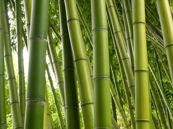 Bambusowej dżungli — Zdjęcie stockowe