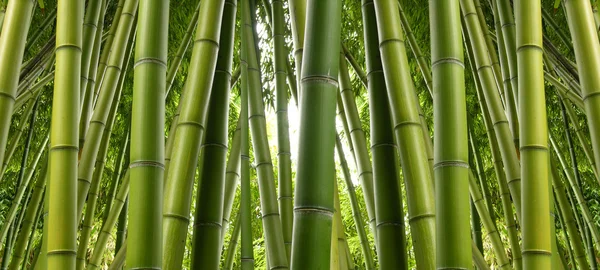 Bambu korusu — Stok fotoğraf
