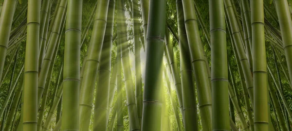 Jungla de bambus — Fotografie, imagine de stoc