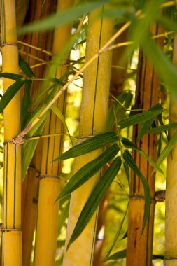 Sakin bambu grove
