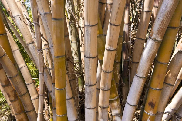 Bamboe jungle — Stockfoto