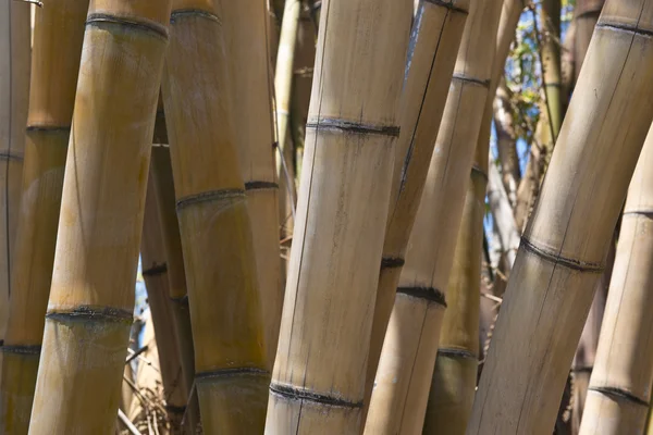 Hutan bambu — Stok Foto