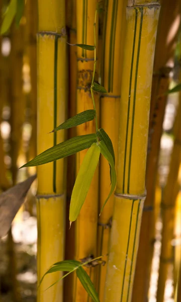 Serene Bamboo Grove — Fotografie, imagine de stoc