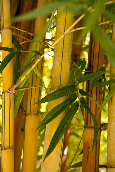 Sereno bosque de bambu — Fotografia de Stock