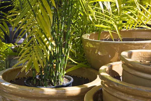 Bambù e vasetti di ceramica — Foto Stock