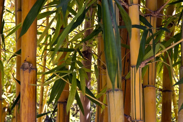 Hutan Bambu Serene — Stok Foto