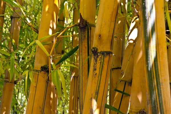Bosque de bambú sereno —  Fotos de Stock