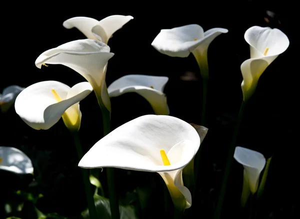 stock image Easter Lillies