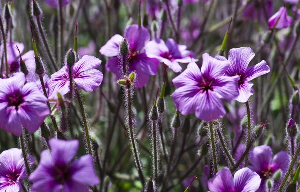 stock image Spring flowers - Madeira Geraniums