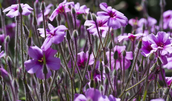 stock image Spring flowers - Madeira Geraniums