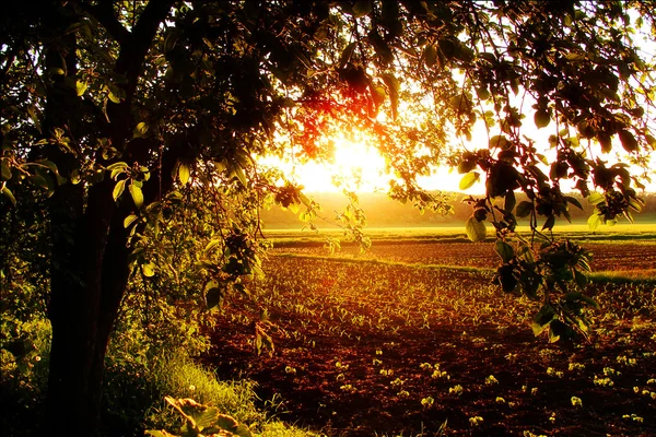 stock image Sun Fields