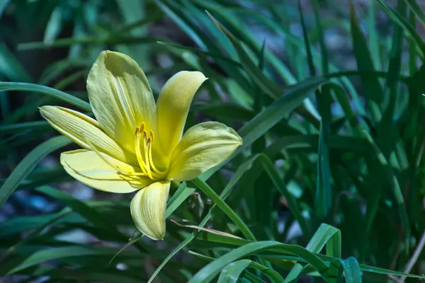 Žlutá lilie proti zelené — Stock fotografie