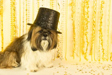 Party Shih Tzu clipart