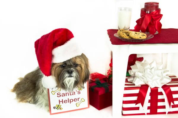 Hund "Santa Helper " – stockfoto