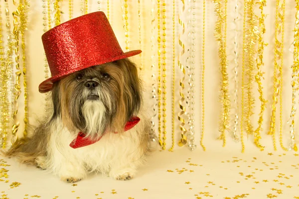 上部の赤い帽子の党の犬 — ストック写真