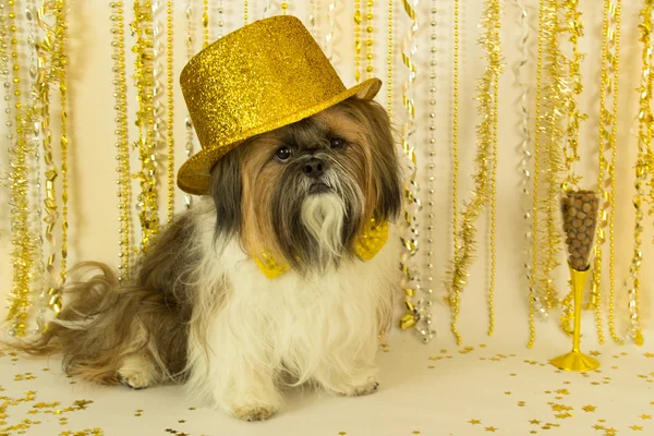 Party Dog in a Gold Hat — Stock Photo, Image