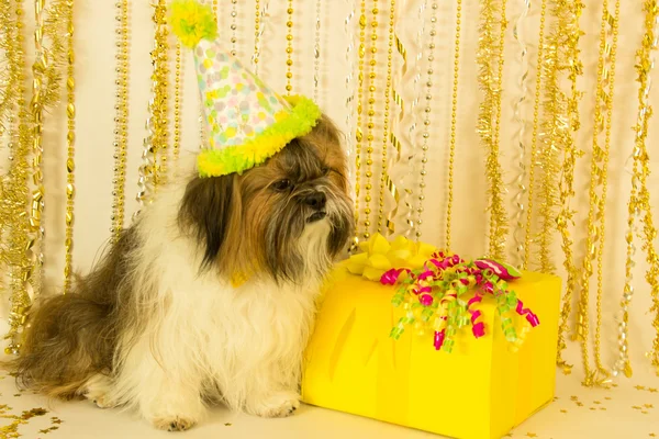 Hund blickt auf Geburtstagsgeschenk — Stockfoto