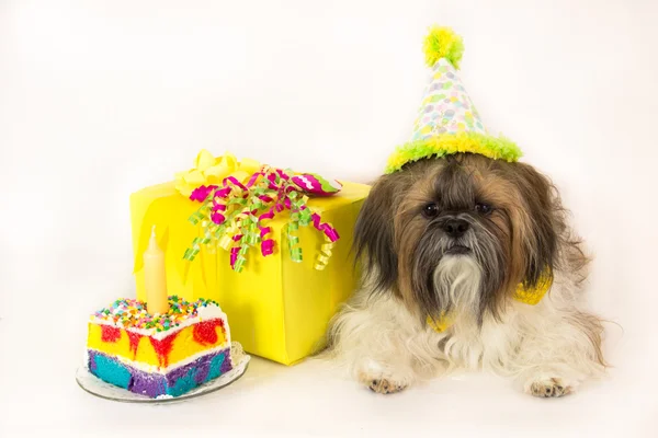 Urodziny psa — Zdjęcie stockowe