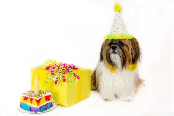 犬のケーキと誕生日プレゼント ストック写真