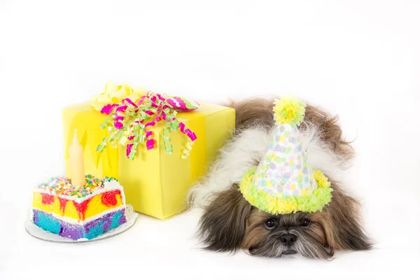 Születésnapi kutyus Jogdíjmentes Stock Képek
