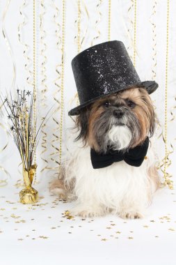 A Handsome Shih Tzu Celebrates New Year's clipart