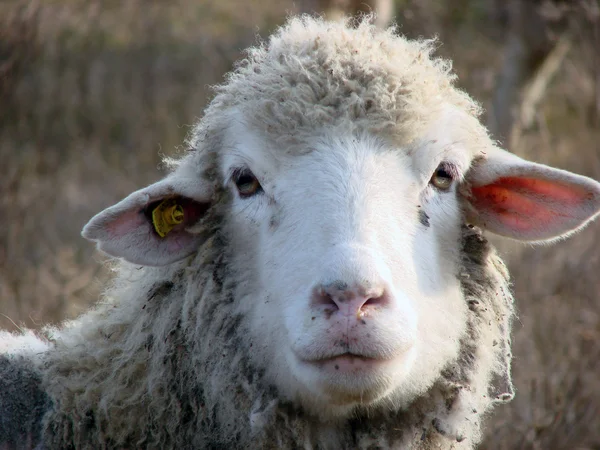 Curios Sheep — Stock Photo, Image