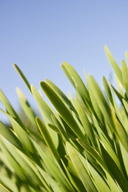 Green grass against the blue sky clipart