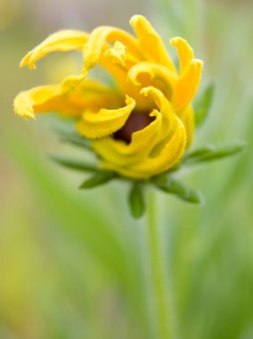 gelişen rudbeckia