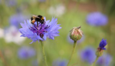 Bumblebee vasilko üzerinde