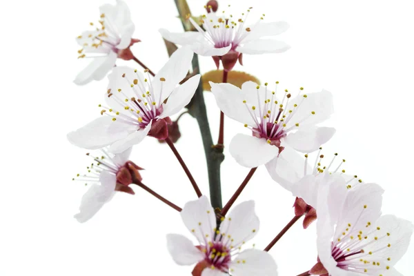Kirschpflaume oder Myrobalan-Blüten auf weiß — Stockfoto