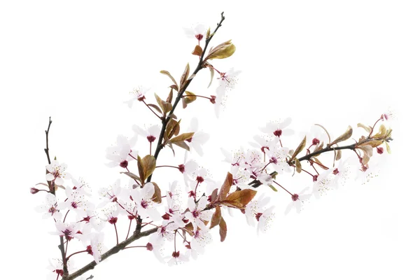 Ramita de una ciruela de cerezo en flor o Myrobalan en blanco — Foto de Stock