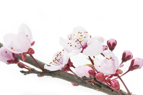 Cherry Plum or Myrobalan Blossoms on white — Stock Photo, Image