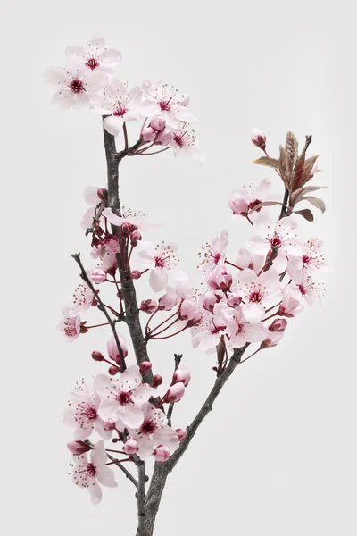 Prugna di ciliegio o fiori mirobalani su bianco — Foto Stock