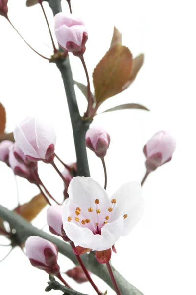 Cherry plum eller myrobalanfrukter blommor på vit — Stockfoto