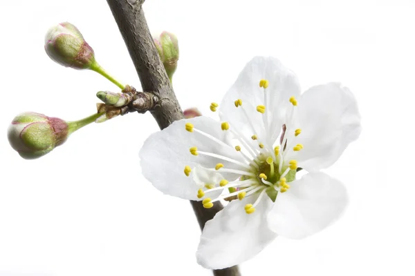 Fiore bianco di una prugna Ciliegia o Mirobalano (Prunus cerasifera ) — Foto Stock