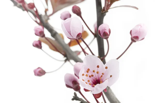 Prugna di ciliegio o fiori mirobalani su bianco — Foto Stock