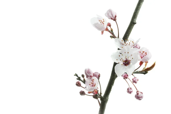 Prugna ciliegio o fiori mirobalani — Foto Stock