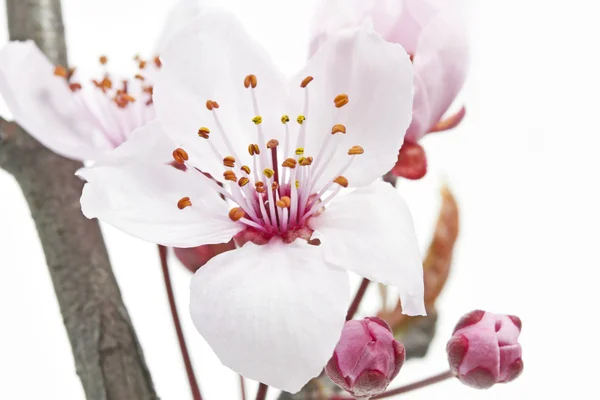 Cherry Plum or Myrobalan Blossoms — Stock Photo, Image