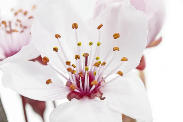 Kirschpflaume oder Myrobalan-Blüten — Stockfoto