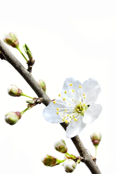 Cherry plum or Myrobalan blossom (Prunus cerasifera) — Stock Photo, Image